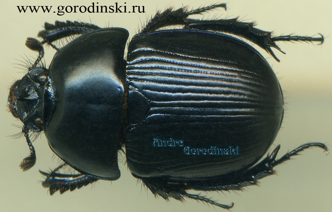 http://www.gorodinski.ru/geotrupes/Phelotrupes compressidens.jpg